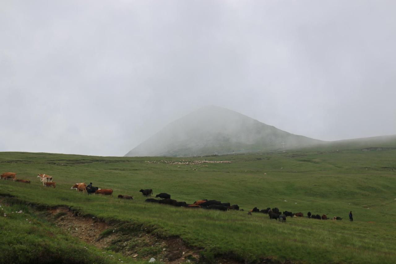 Cabana Transalpina Hotel Rânca Eksteriør billede